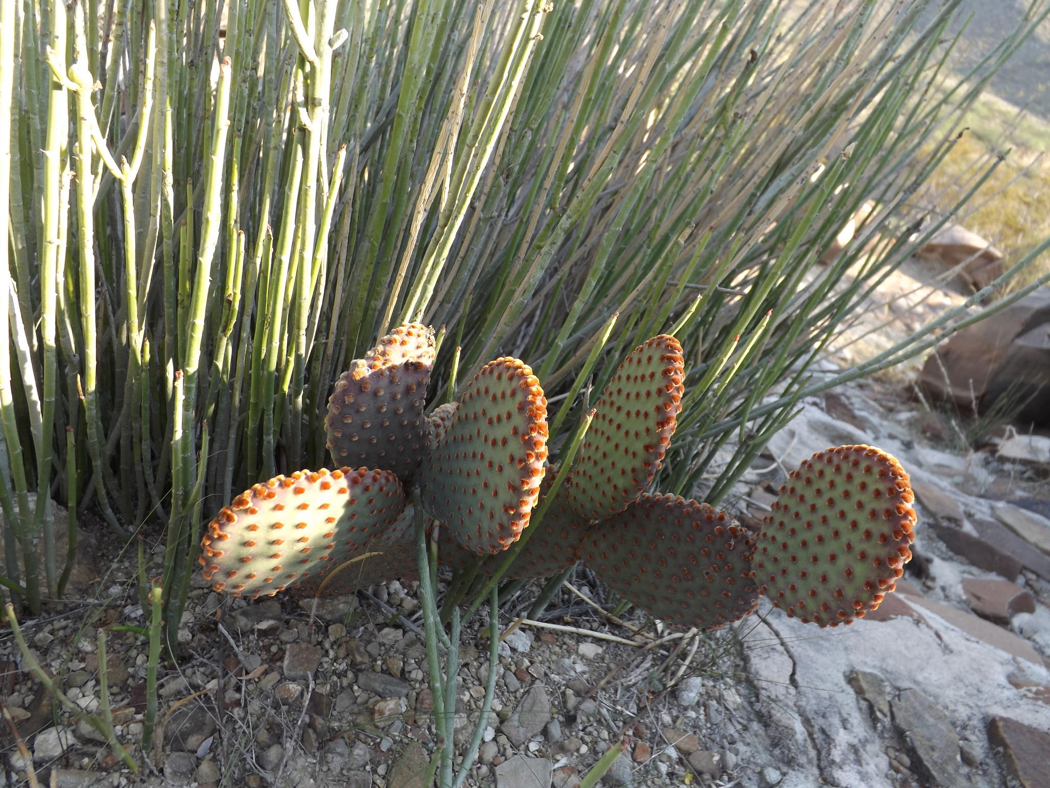 Opuntia microdasys 'microdasys'